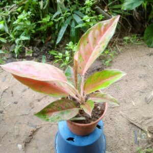 Aglao-1