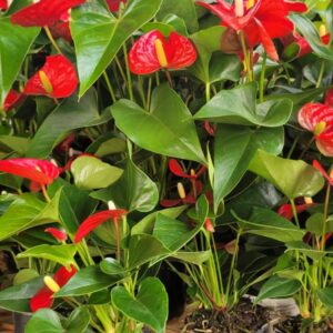 Anthurium