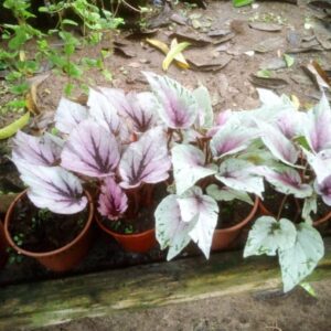 Begonia-1