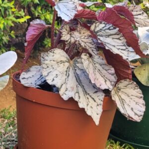 Begonia-2