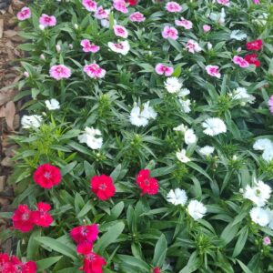 Dianthus