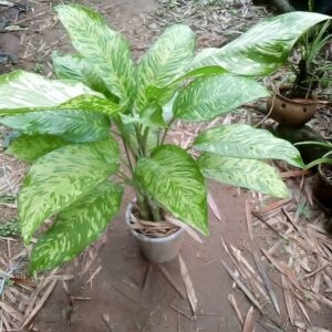 Diffinbachia