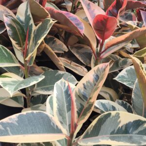 Ficus Elastica