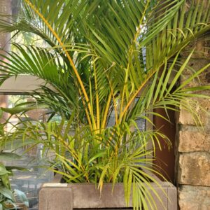 Palmier Areca