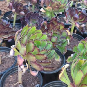 Succulent-1