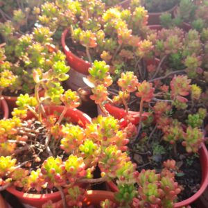 Succulent-2