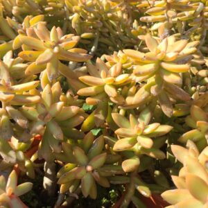 Succulent-3