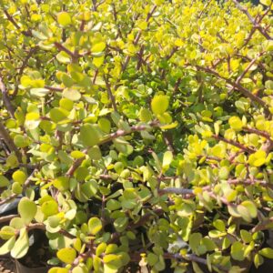 Succulent-4