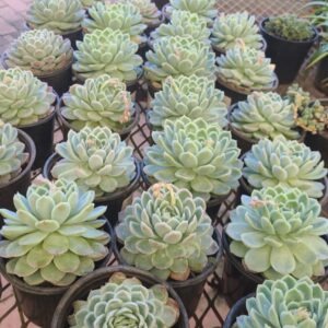 Succulent-5