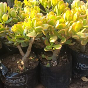Arbre de Jade