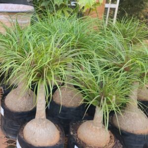 beaucarnea