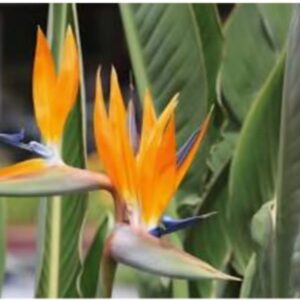 Strelitzia